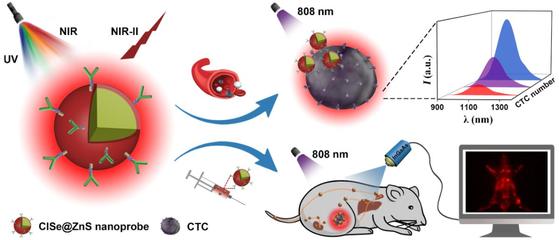 中科院福建物構(gòu)所陳學(xué)元團(tuán)隊新型近紅外二區(qū)發(fā)光量子點(diǎn)生物標(biāo)記獲新進(jìn)展