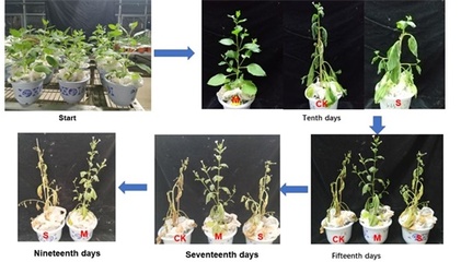 水保所在生態(tài)環(huán)境治理新型材料研發(fā)方面取得重要進(jìn)展