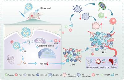 新型鉍基納米材料為癌癥治療提供新思路——生物基材料技術研發的突破